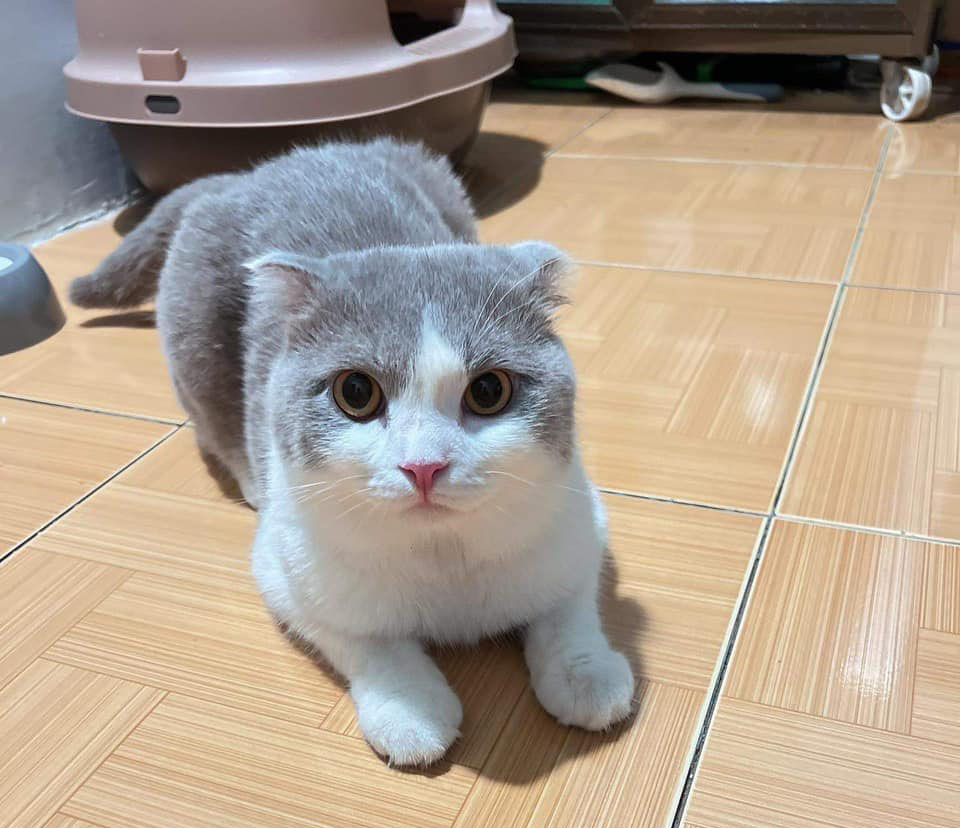 Tìm Hiểu Về Giống Mèo Anh lông ngắn là mèo gì ?