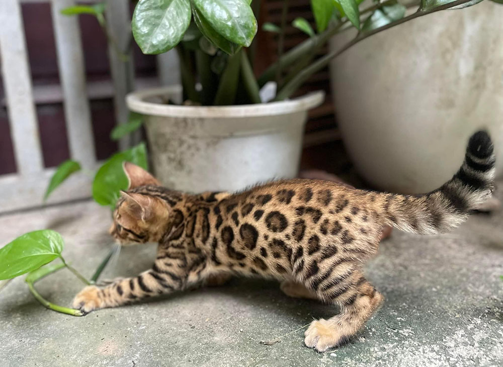 Kinh nghiệm và lưu ý khi nuôi và mua mèo Bengal