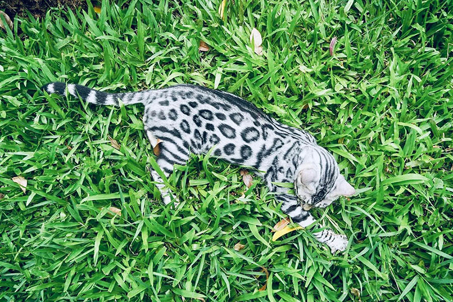 Lưu ý khi Chăm sóc Mèo Toyger