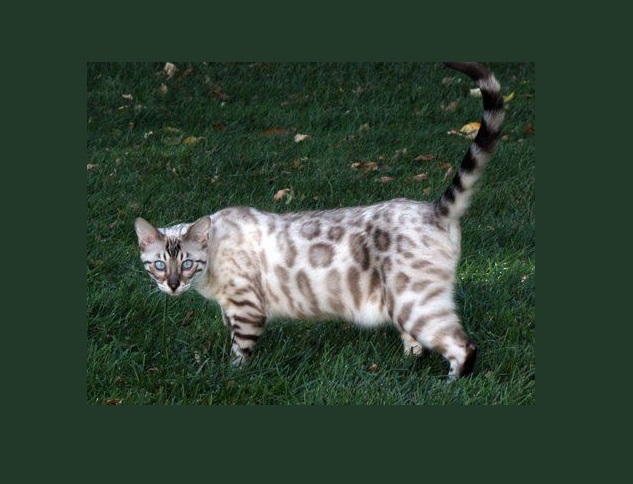 Mèo Begal