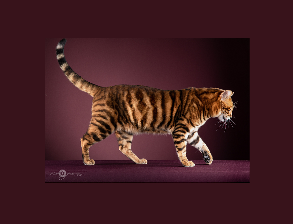 Mèo Toyger