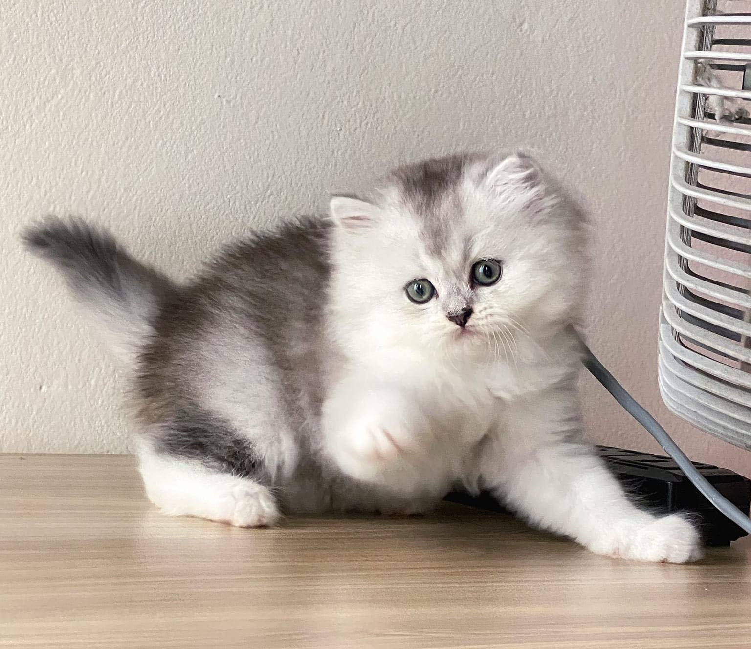 Mèo Anh lông ngắn màu trắng mã LX03
