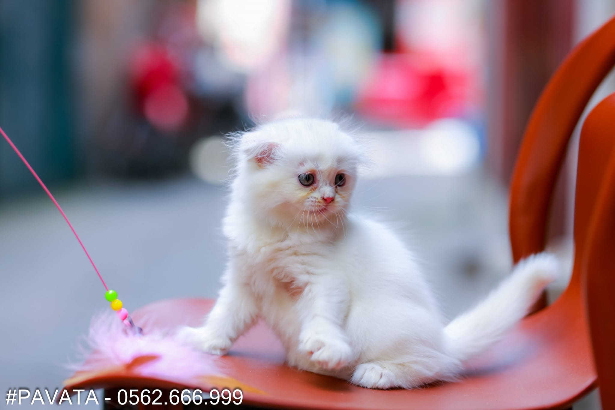Mèo Anh lông ngắn màu trắng snow mã LX07