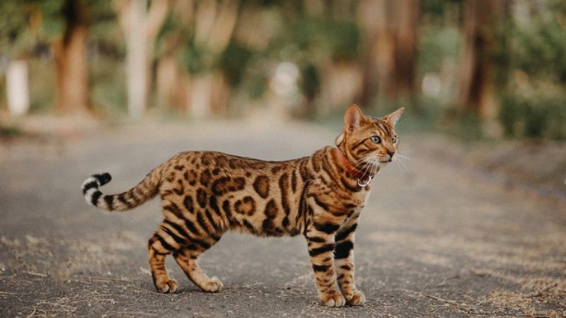 Mèo Bengal Trưởng Thành mã LXB07