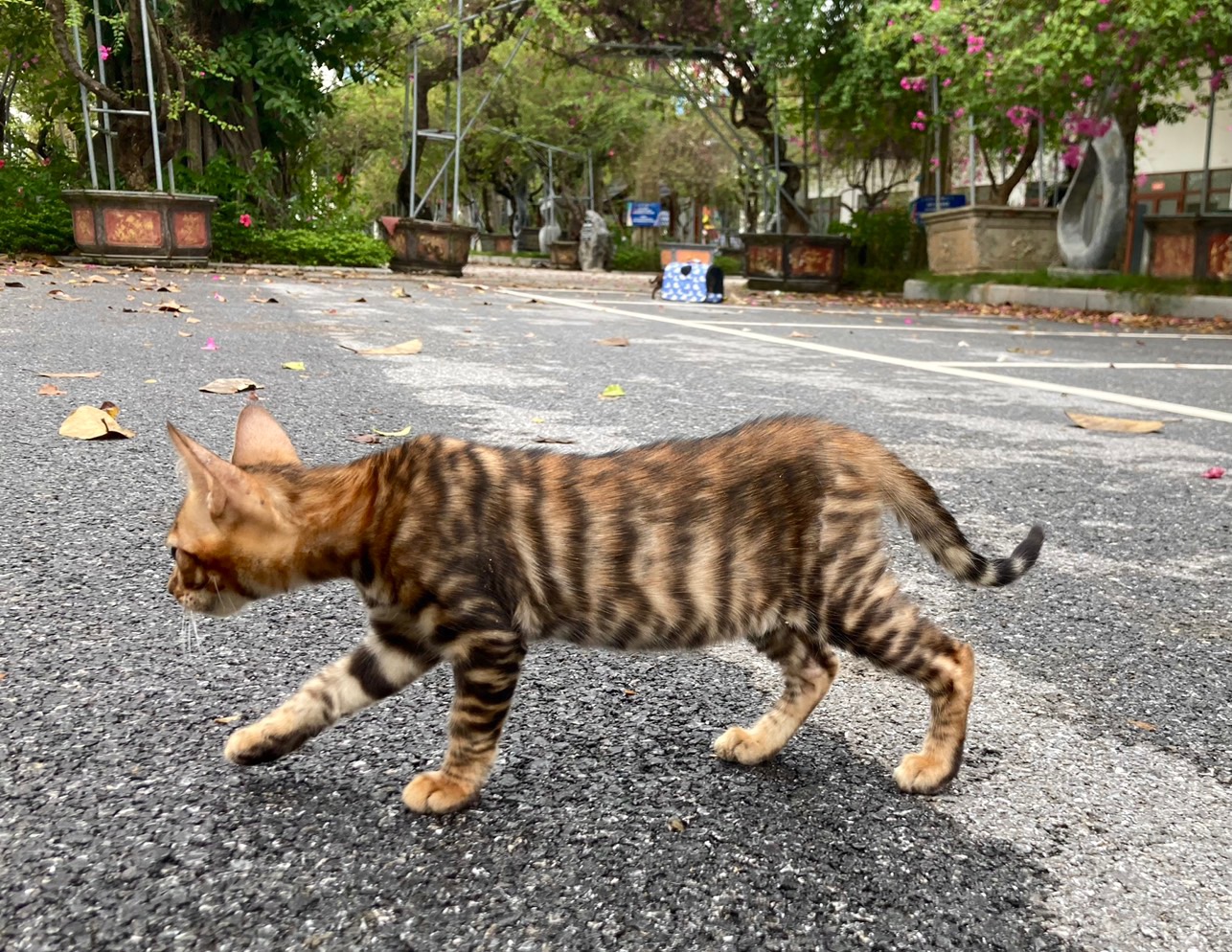 Mèo Toyger màu brown mã LXB02