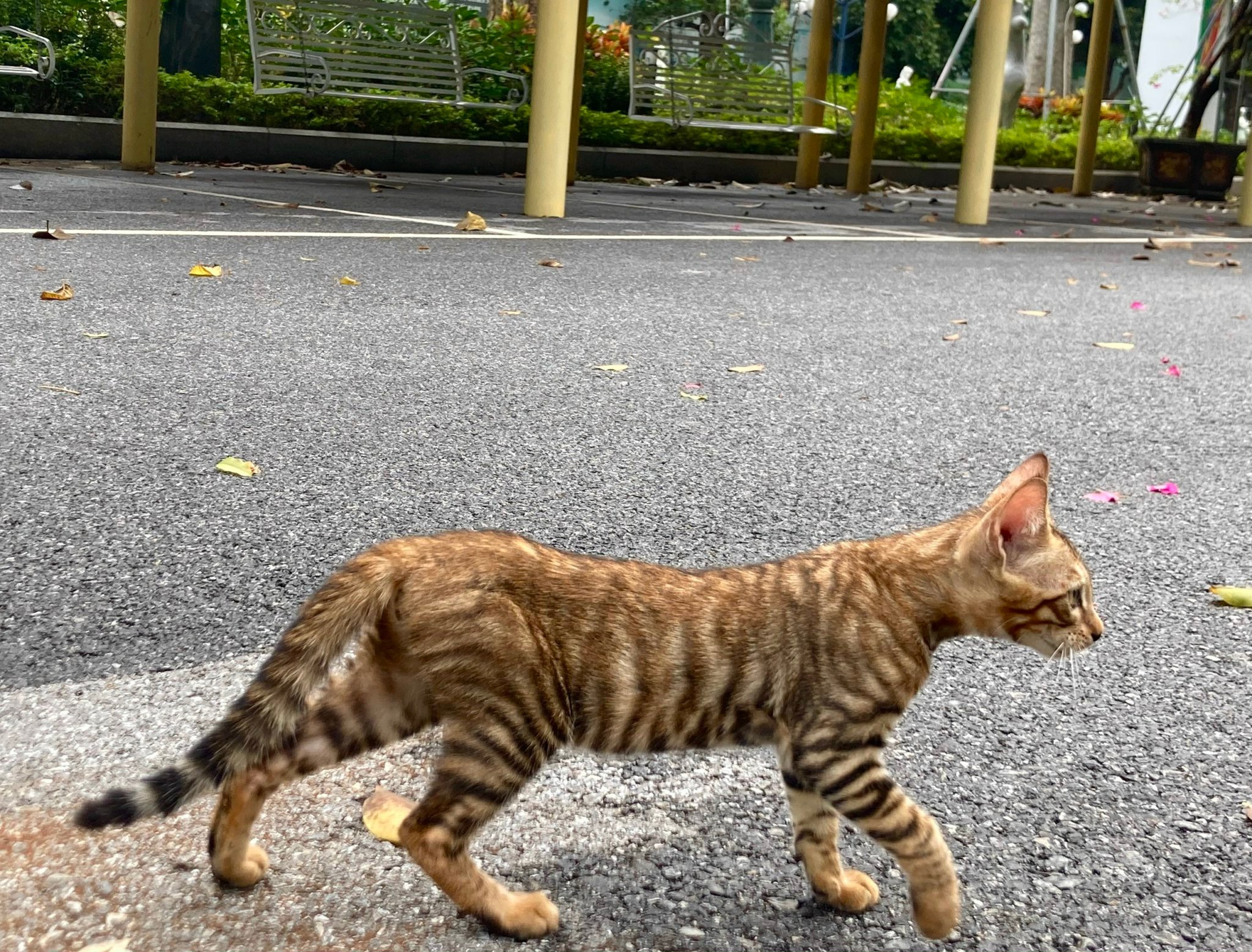 Mèo Toyger màu brown mã LXB03