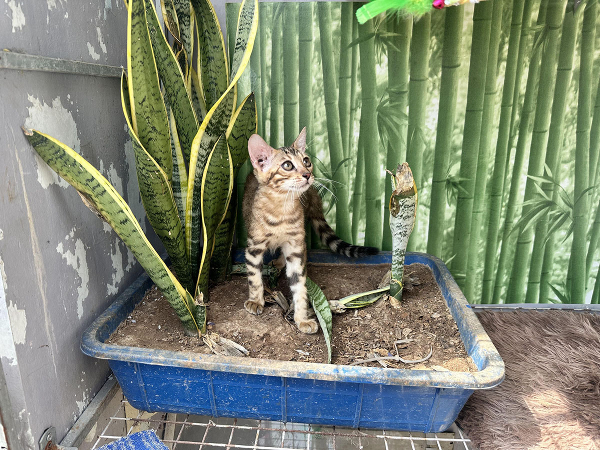 Mèo Bengal màu brown mã LXB01