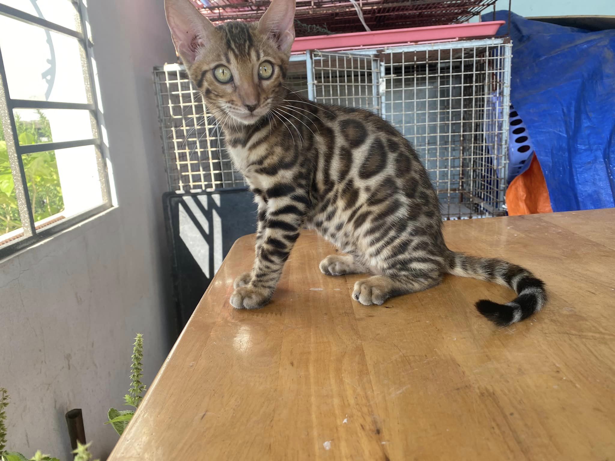 Mèo Bengal Nhỏ mã LXB09