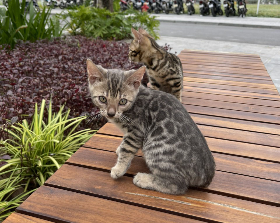 Mèo Bengal Silver mã LXB12